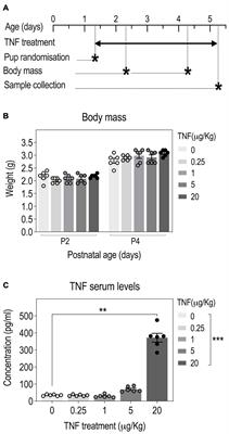 Early Life Exposure to Tumor Necrosis Factor Induces Precocious Sensorimotor Reflexes Acquisition and Increases Locomotor Activity During Mouse Postnatal Development